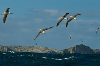 Salvin's  Albatross