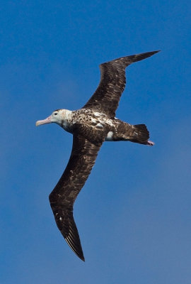New Zealand Albatross