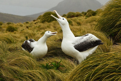 Southern Royal Albatross