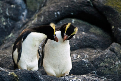 Erect crested Penguin