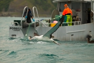 Northern Royal Albatross