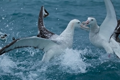 New Zealand Albatross