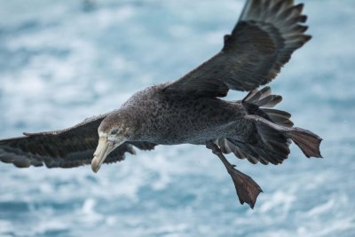 Northern Giant Petrel
