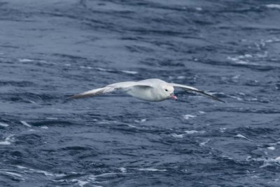 Antarctic Fulmar