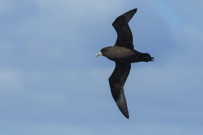 White-Chinned Petrel