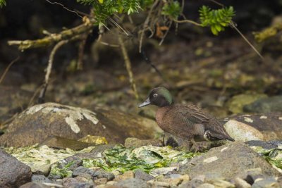 Campbell  Island Teal