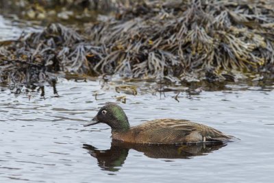 Campbell  Island Teal