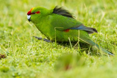Songbirds-Parakeets