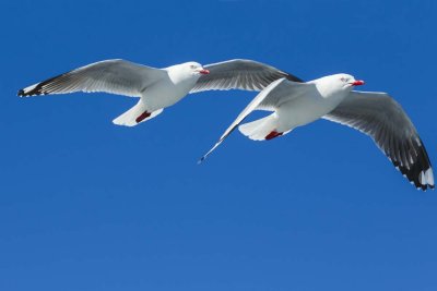 Terns-Gulls-Skua