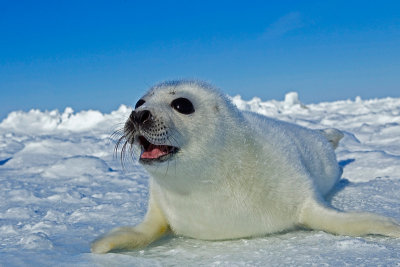 Harp seals, winter Canada