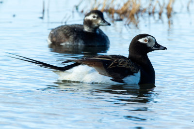 Long-tailed Duck