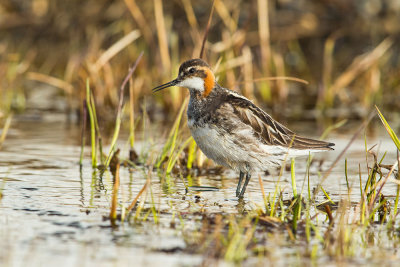 Red-necked Phalarope