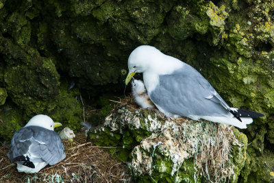 Black-legged kittiwake