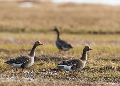 Greater White-fronted Goose