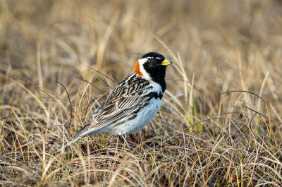 Lapland Longspur