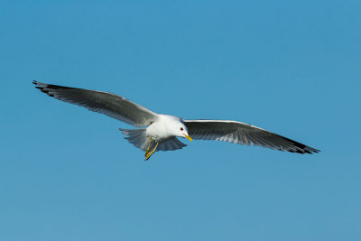 Mew Gull