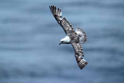 Northern Fulmar