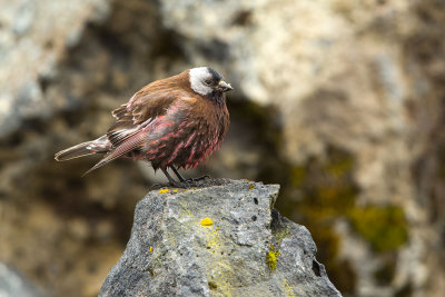 Gray-crowned Rosy-finch