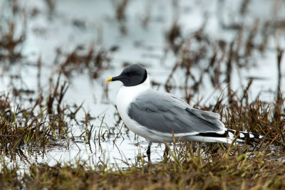 Sabine's Gull