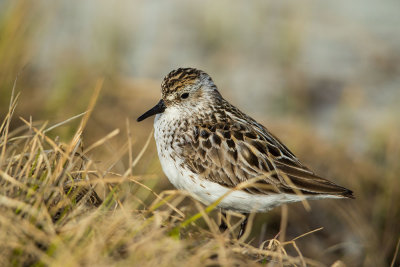 Western Sandpiper