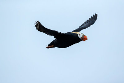 Tufted Puffin