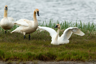 Tundra Swan