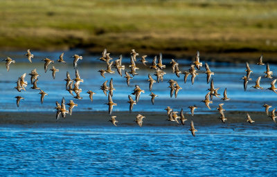 Dunlin