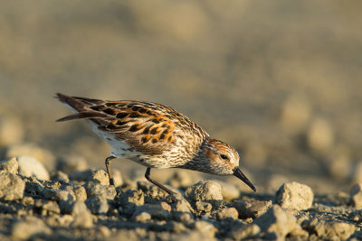 Semi-palmated Sandpiper