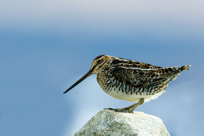 Wilson's Snipe