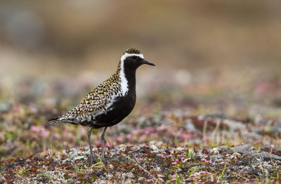 Pacific Golden Plover