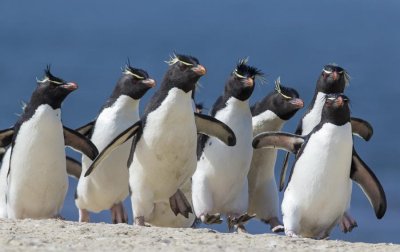 Rockhopper Penguin