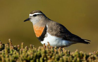 Rufous-chested Dotterel