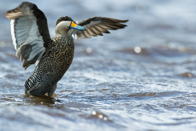 Silver Teal