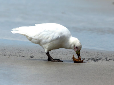 Snowy Sheathbill