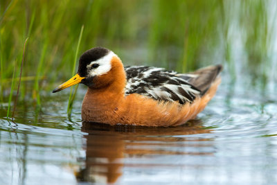 Grey Phalarope