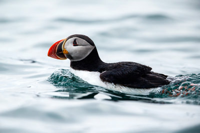 Puffin