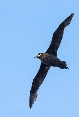 Spectacled Petrel 