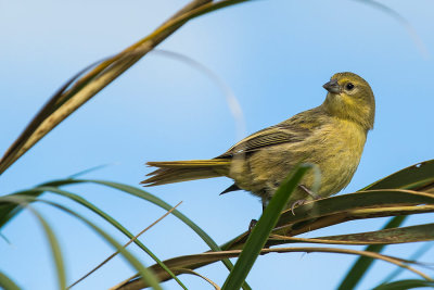 Nightingale Finch