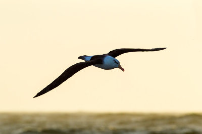 Black-browed Albatross