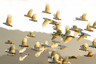 Sulphur-crested Cockatoo