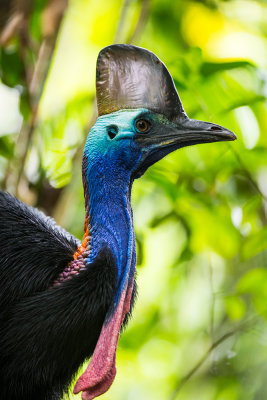 Cassowary