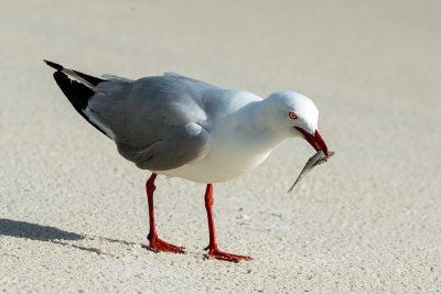 Silver Gull