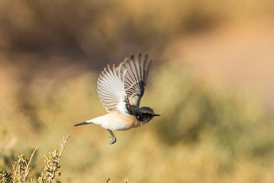 Desert Wheatear