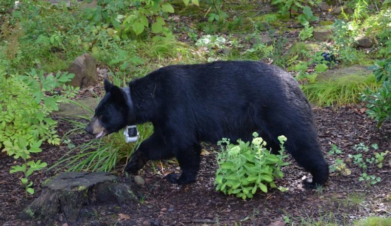 bear.JPG