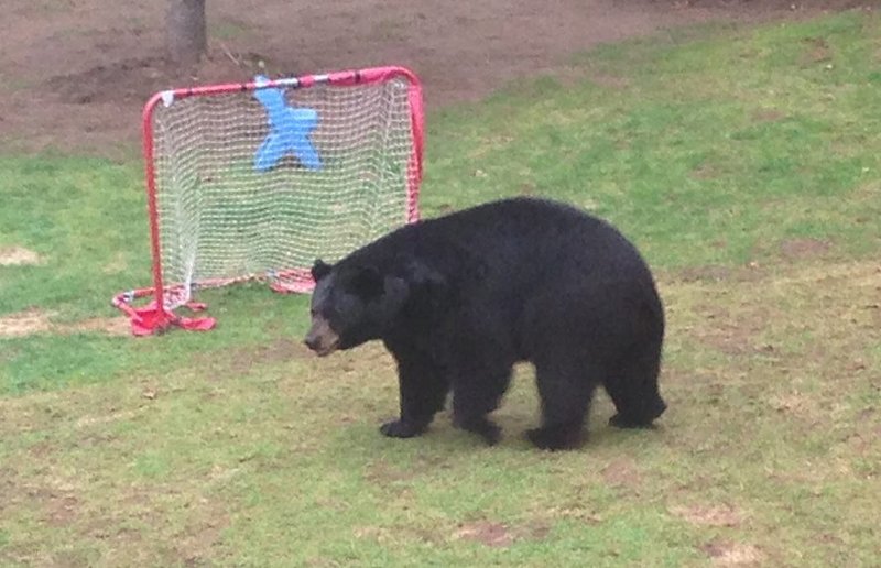 bearGorman.jpg