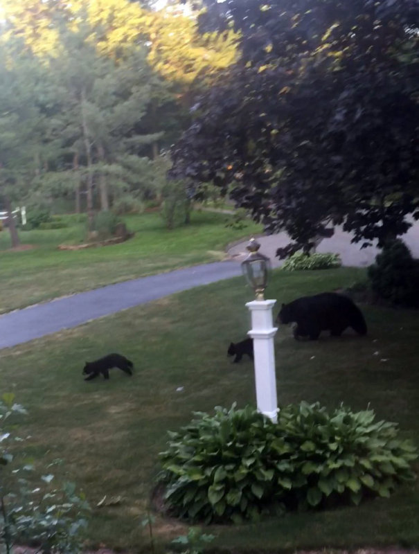 bears.jpg
