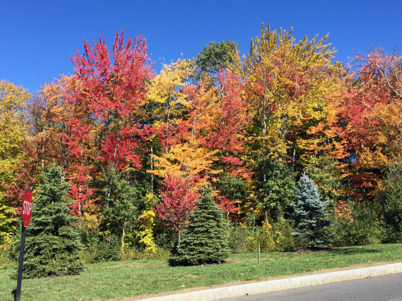 octobercolors.jpg