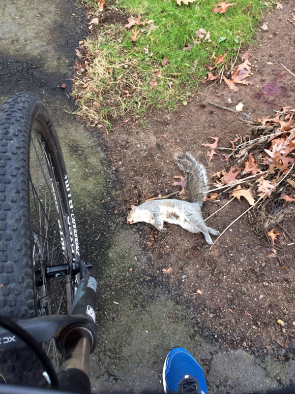 ripsquirrel.jpg