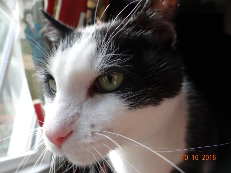 felix2Oct16.jpg