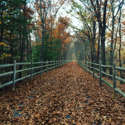 leaves.jpg
